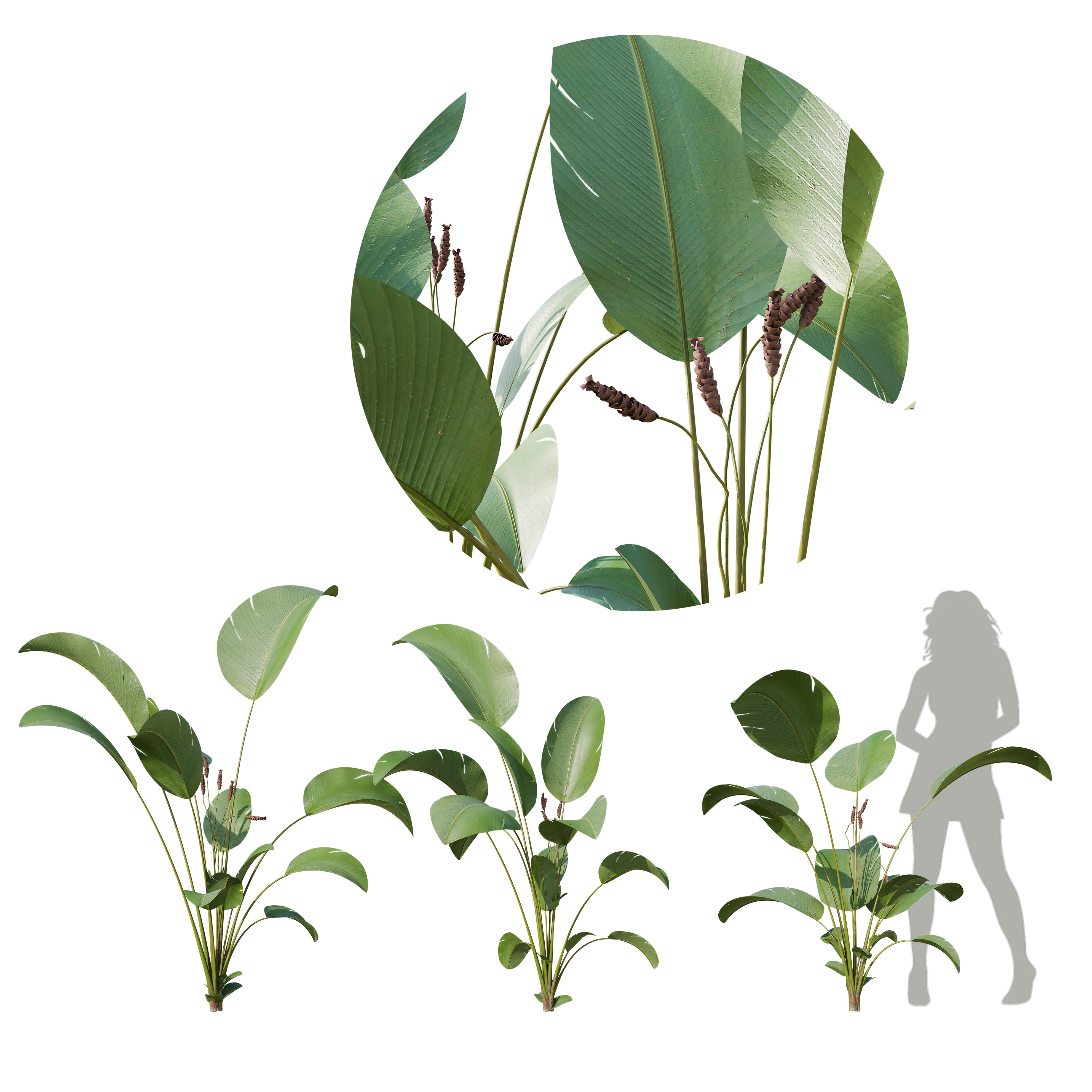 HQ Calathea lutea-Cuban Cigar